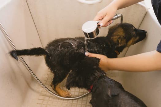 Two wet cute and beautiful puppy dogs bath in the bathtub and washing. Pet groomer washing two puppy dog in grooming salon. Professional animal care service in vet clinic. Veterinarian washes puppy doggy. Shallow dof.