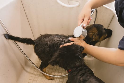 Two wet cute and beautiful puppy dogs bath in the bathtub and washing. Pet groomer washing two puppy dog in grooming salon. Professional animal care service in vet clinic. Veterinarian washes puppy doggy. Shallow dof.