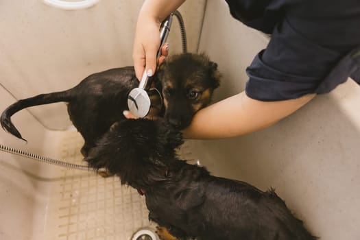 Two wet cute and beautiful puppy dogs bath in the bathtub and washing. Pet groomer washing two puppy dog in grooming salon. Professional animal care service in vet clinic. Veterinarian washes puppy doggy. Shallow dof.