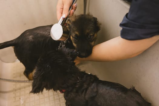 Two wet cute and beautiful puppy dogs bath in the bathtub and washing. Pet groomer washing two puppy dog in grooming salon. Professional animal care service in vet clinic. Veterinarian washes puppy doggy. Shallow dof.