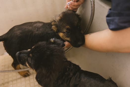 Two wet cute and beautiful puppy dogs bath in the bathtub and washing. Pet groomer washing two puppy dog in grooming salon. Professional animal care service in vet clinic. Veterinarian washes puppy doggy. Shallow dof.