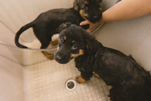 Two wet cute and beautiful puppy dogs bath in the bathtub and washing. Pet groomer washing two puppy dog in grooming salon. Professional animal care service in vet clinic. Veterinarian washes puppy doggy. Shallow dof.