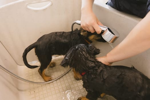 Two wet cute and beautiful puppy dogs bath in the bathtub and washing. Pet groomer washing two puppy dog in grooming salon. Professional animal care service in vet clinic. Veterinarian washes puppy doggy. Shallow dof.