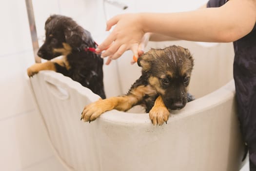 Two wet cute and beautiful puppy dogs bath in the bathtub and washing. Pet groomer washing two puppy dog in grooming salon. Professional animal care service in vet clinic. Veterinarian washes puppy doggy. Shallow dof.