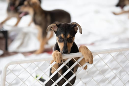 Sad puppy in shelter behind fence waiting to be rescued and adopted to new home. Shelter for animals concept