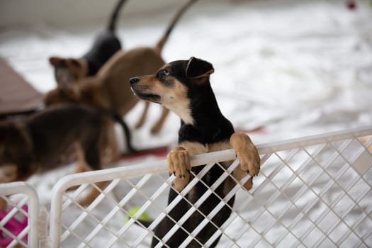 Sad puppy in shelter behind fence waiting to be rescued and adopted to new home. Shelter for animals concept