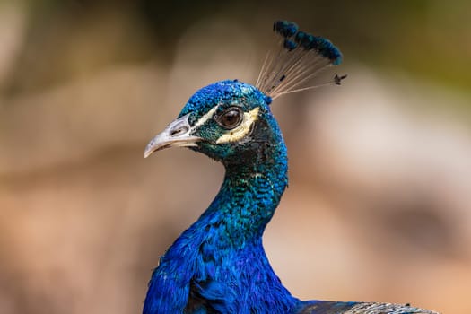 Close-up of head of balue peacock isolated against natural background, Germany