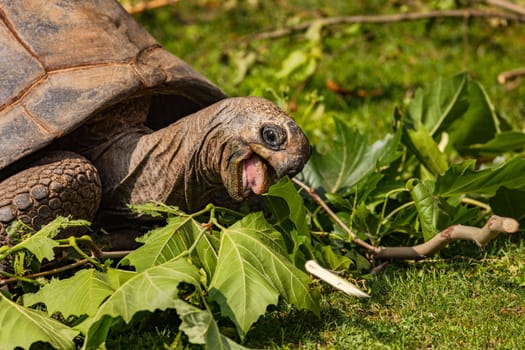 Close-up of a giant tortoise heartily biting leaves while eating