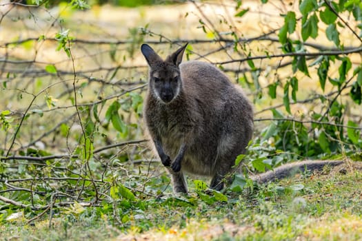 A Bennett's wallaby or Bennett's kangaroo Notamacropus rufogriseus searches for food between broken branches, zoo in Germany