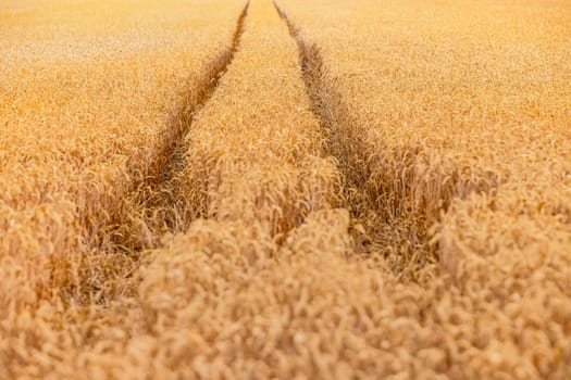 A field of mature small wheat in hot summer with a tractor track to the horizon, Hesse, Germany