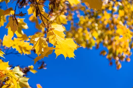 Autumn leaves in the park. Selective focus. Nature.