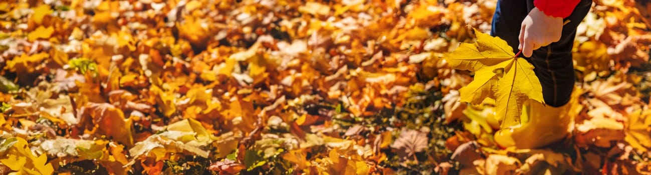 Autumn child in the park with yellow leaves. Selective focus. Kid.