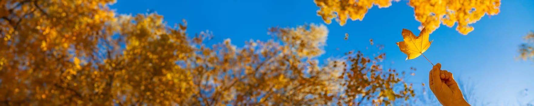 Autumn child in the park with yellow leaves. Selective focus. Kid.