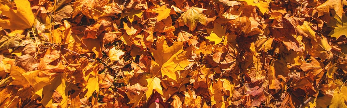 Autumn leaves in the park. Selective focus. Nature.