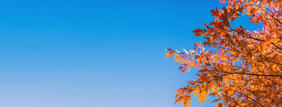 Autumn leaves in the park. Selective focus. Nature.