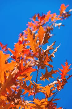 Autumn leaves in the park. Selective focus. Nature.