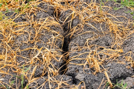 Withered plants on an agricultural field due to drought and water shortage in climate crisis, summer in Germany