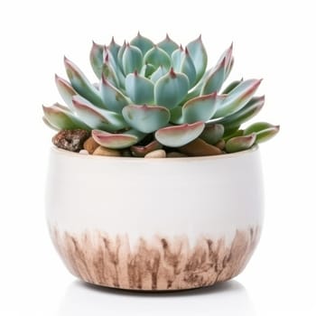 Transform your home into an indoor oasis with these stunning succulent plants. Care and tips included to keep your greenery looking beautiful. AI Generative.