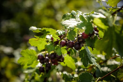 Jostaberry Ribes nidigrolaria, hybrid of a black currant and gooseberry in the garden. Branch with ripe berries close up. Selective focus.