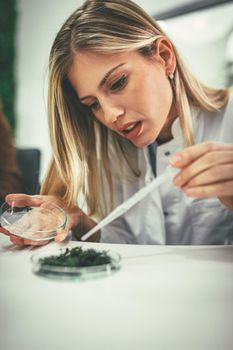 University female biologist analysing the sample of plant in the lab tube, watering it with drops of nutritious fluid.