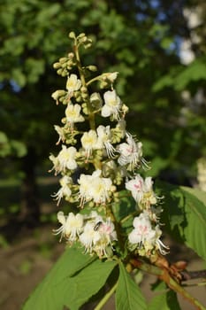 Foliage and flowers of chestnut (Aesculus hippocastanum). Horse-chestnut (Conker tree) flowers, leaf. Spring blossoming chestnut tree flowers.