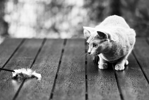 Silver cream russian blue cat on wooden table playing with feather toy