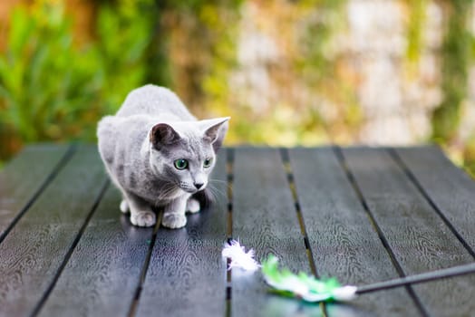 Silver cream russian blue cat on wooden table playing with feather toy