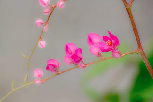 Antigonon leptopus flower is a bouquet of small pink.