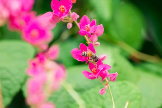 Antigonon leptopus flower is a bouquet of small pink.