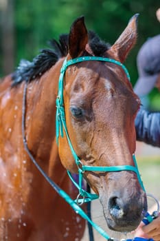 Portrait of a horse in competition, after a run. High quality photo