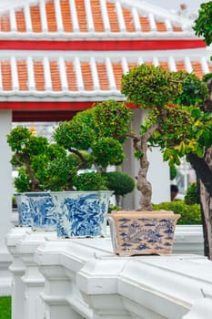 Bonsai in pots placed on a white wall