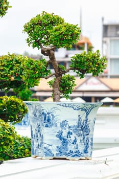 Bonsai in pots placed on a white wall