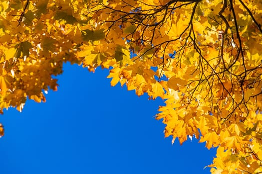 Autumn leaves in the park. Selective focus. Nature.