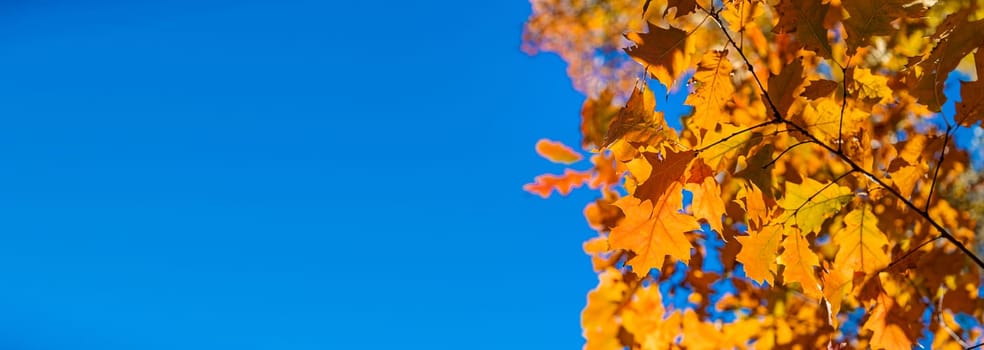 Autumn leaves in the park. Selective focus. Nature.