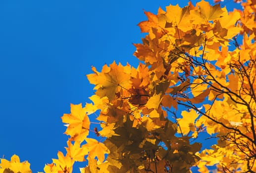 Autumn leaves in the park. Selective focus. Nature.