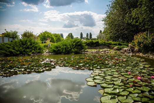 Water lily Nymphaeum - decoration of a pond in the garden. Flowers.