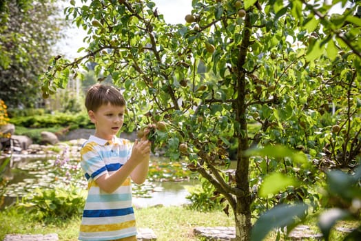 a little boy is standing under a pear tree and looking to a pear. autumn fruit harvest.