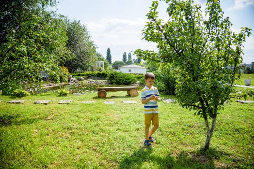 a little boy is standing under a pear tree and looking to a pear. autumn fruit harvest.