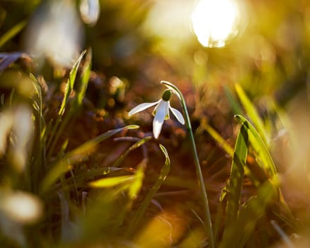 White snowdrop in wildlife with the sun's rays on a blurred background.