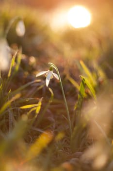 White snowdrop in wildlife with the sun's rays on a blurred background.