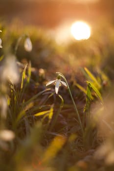 White snowdrop in wildlife with the sun's rays on a blurred background.