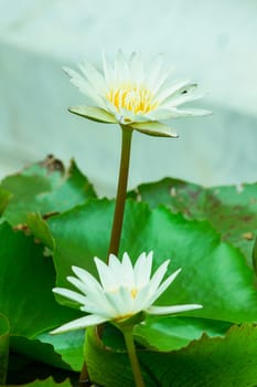 The bees are in the purple lotus bloom, sucking the nectar, pollen.