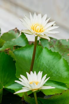 The bees are in the purple lotus bloom, sucking the nectar, pollen.