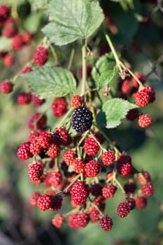 One black and a lot red blackberry on the stem.