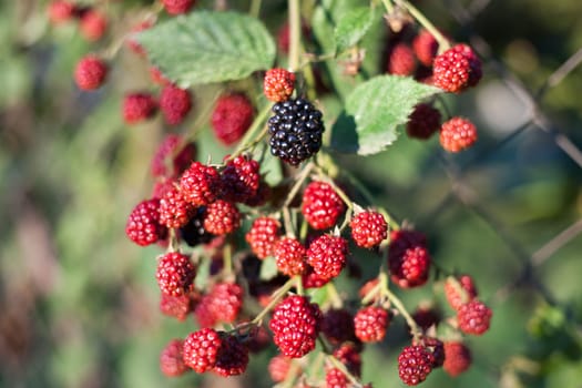 One black and a lot red blackberry on the stem.