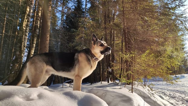 Dog German Shepherd in winter day and white snow arround. Waiting eastern European dog veo and white snow