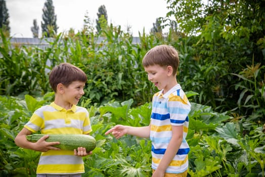 Portrait of two happy young boy holding marrows in community garden. Happy kids sibling brothers smiling and grimacing surprised with reach harvest. Eco village farming concept.