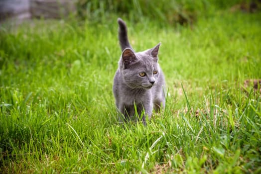 A small kitten is playing in the green grass and looking at the camera. A kitten is in the village learning to hunt. Playing with a cat outdoors.