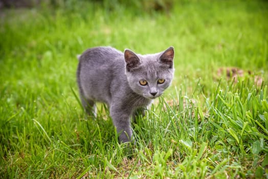 A small kitten is playing in the green grass and looking at the camera. A kitten is in the village learning to hunt. Playing with a cat outdoors.