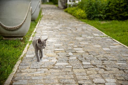Interested gray cat on the street made from cobblestone. Kitten with tail up running to be the first.